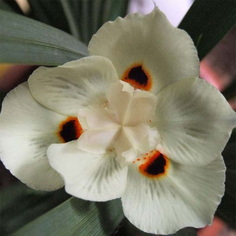 Dietes bicolor - Iris africano (Floración)