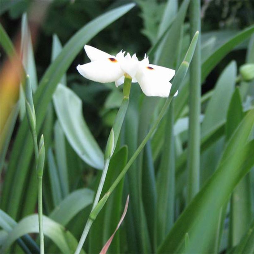 Dietes bicolor - Iris africano (Porte)