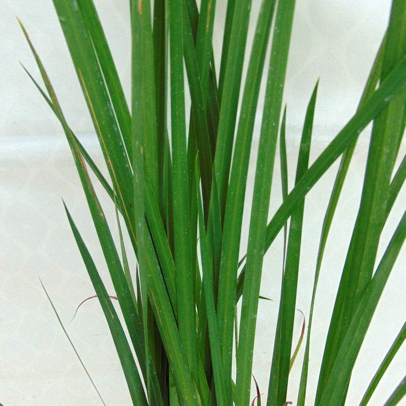 Dietes bicolor - Iris africano (Follaje)