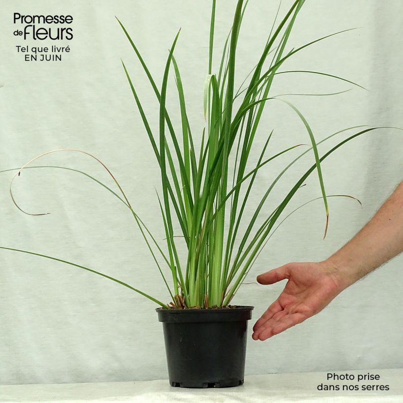 Ejemplar de Dietes bicolor - Iris africano Maceta 2L/3L entregado en verano