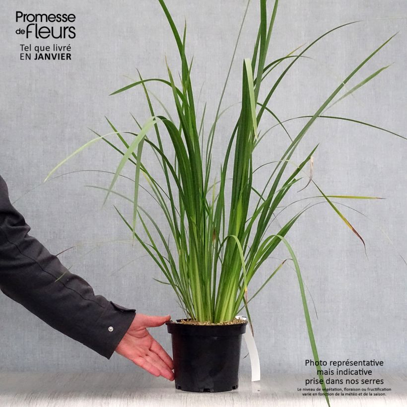 Dietes bicolor - Iris africano Maceta 2L/3L Ejemplar entregado en invierno