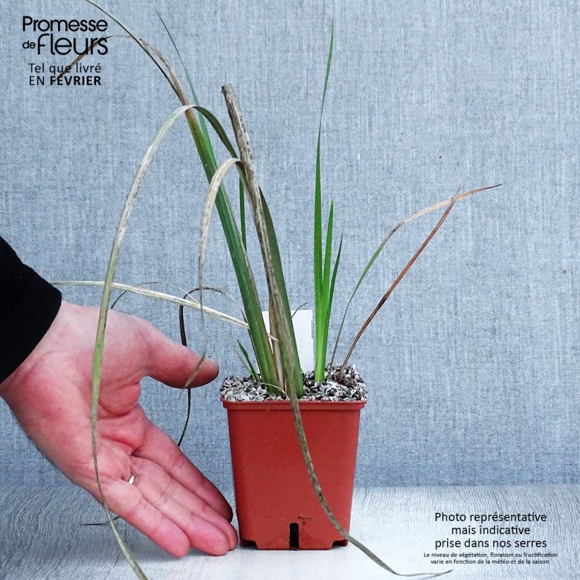 Dietes bicolor - Iris africano Maceta de 8/9 cm Ejemplar entregado en invierno