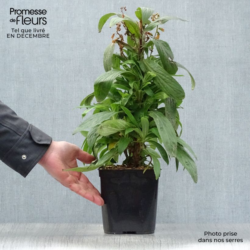 Digitalis Firecracker - Digital Maceta 2L/3L Ejemplar entregado en invierno