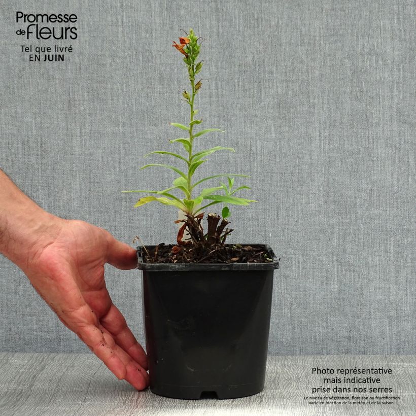 Ejemplar de Digitalis Firecracker - Digital Maceta 2L/3L entregado en verano