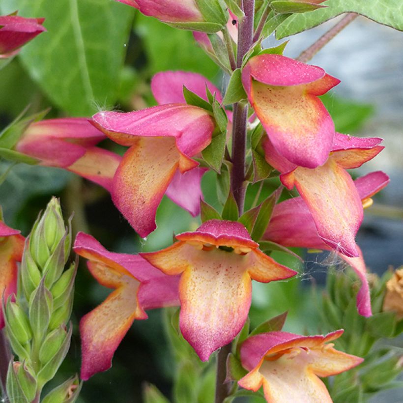Digitalis Illumination Flame - Digital (Floración)