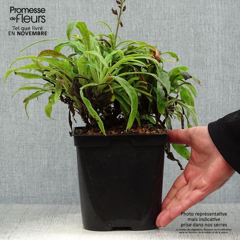 Ejemplar de Digitalis Illumination Raspberry - Digital Maceta 2L/3L entregado en otoño