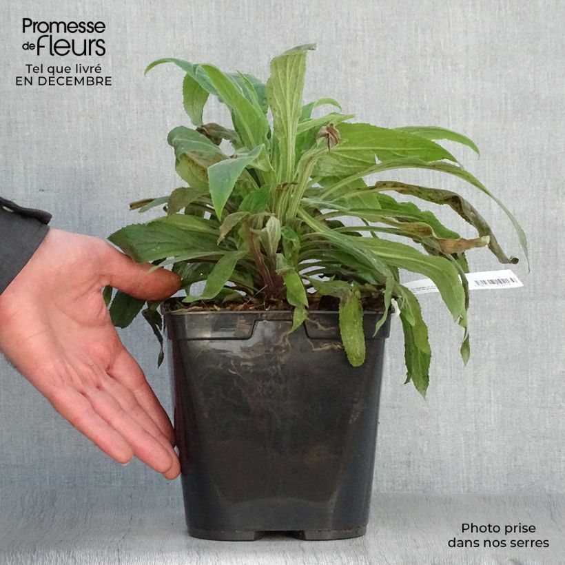 Digitalis Illumination Raspberry - Digital Maceta 2L/3L Ejemplar entregado en invierno