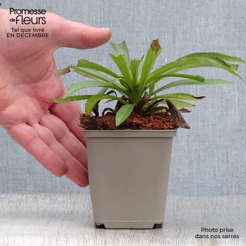 Digitalis Goldcrest - Digital Maceta de 8/9 cm Ejemplar entregado en invierno