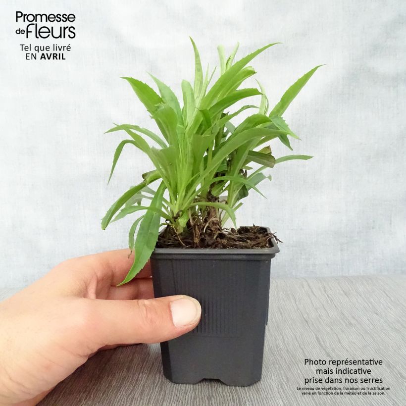 Digitalis Goldcrest - Digital Maceta de 8/9 cm Ejemplar entregado en la primavera