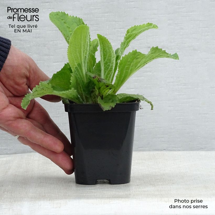 Digitalis mertonensis - Dedalera Maceta de 8/9 cm Ejemplar entregado en la primavera