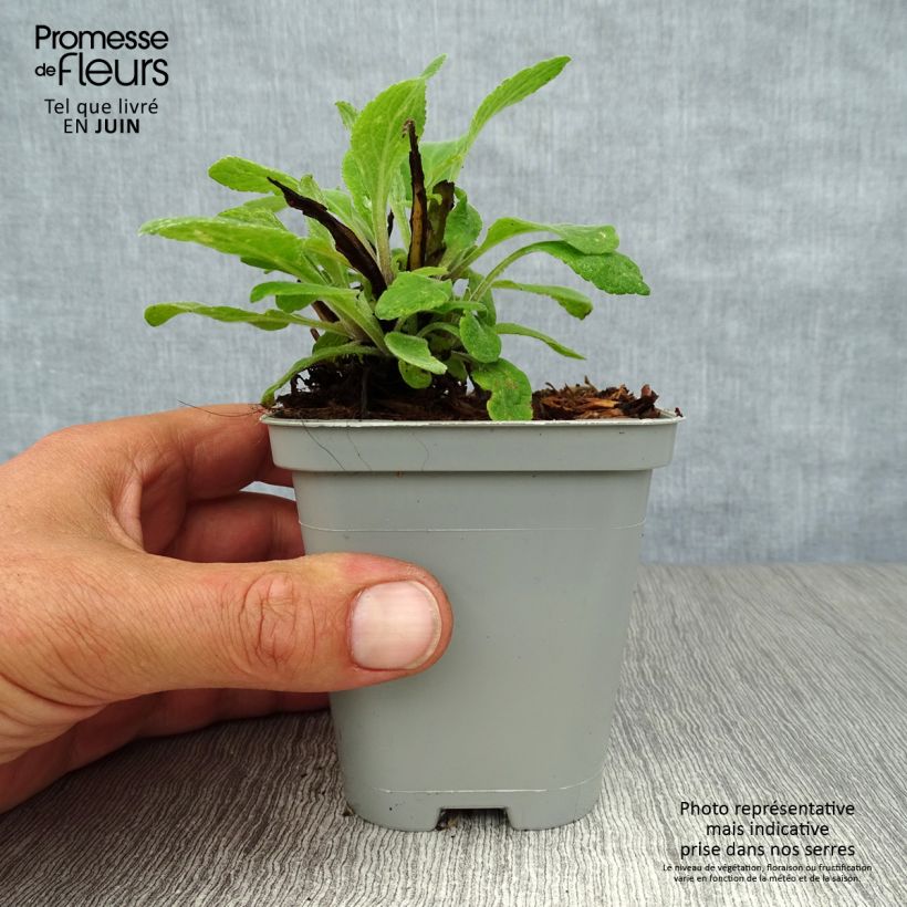 Ejemplar de Digitalis mertonensis - Dedalera Maceta de 8/9 cm entregado en verano