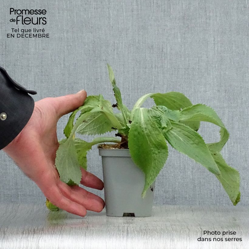 Digitalis mertonensis - Dedalera Maceta de 8/9 cm Ejemplar entregado en invierno