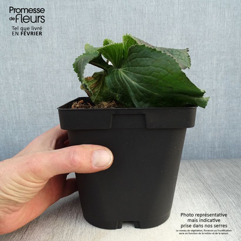 Digitalis mertonensis - Dedalera Maceta 2L/3L Ejemplar entregado en invierno