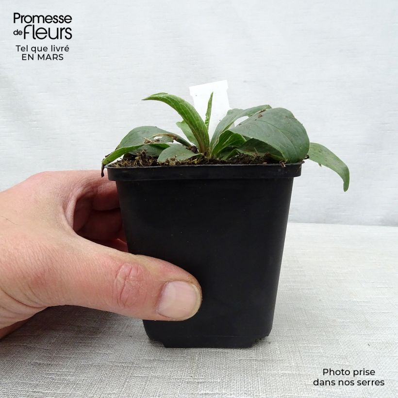 Digitalis parviflora - Dedalera de flores pequeñas Maceta de 8/9 cm Ejemplar entregado en la primavera