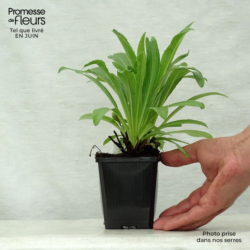 Ejemplar de Digitalis parviflora - Dedalera de flores pequeñas Maceta de 8/9 cm entregado en verano