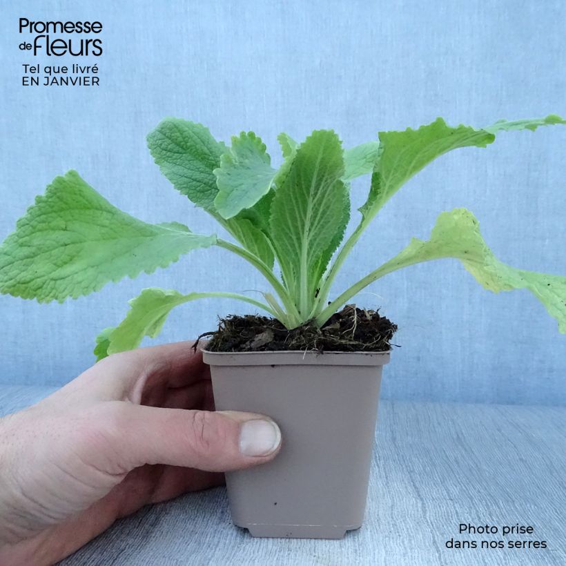 Digitalis purpurea Monstrosa Maceta de 8/9 cm Ejemplar entregado en invierno