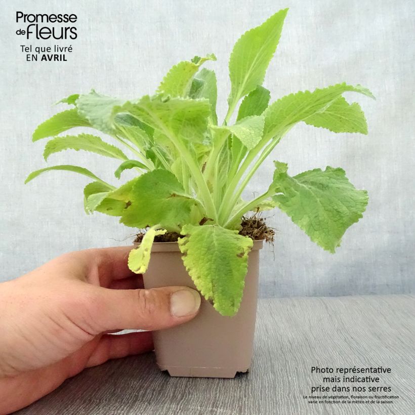 Digitalis purpurea Monstrosa Maceta de 8/9 cm Ejemplar entregado en la primavera