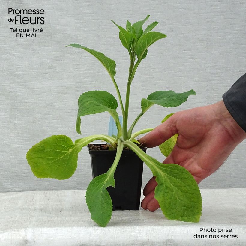 Digitalis purpurea Suttons Apricot Maceta de 7/8 cm Ejemplar entregado en la primavera