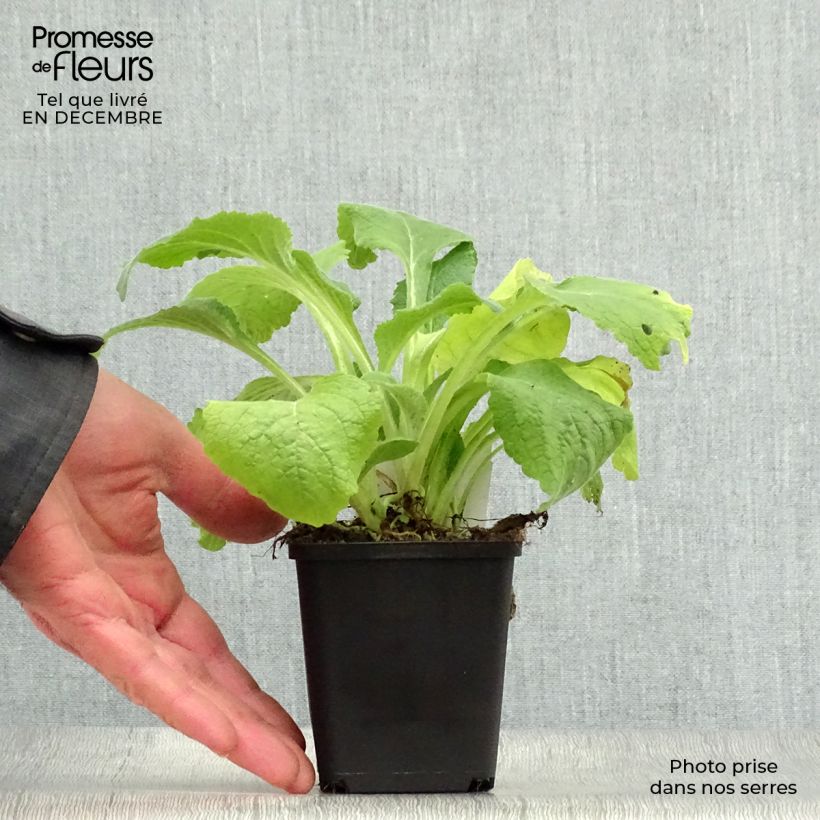 Digitalis purpurea Suttons Apricot Maceta de 7/8 cm Ejemplar entregado en invierno