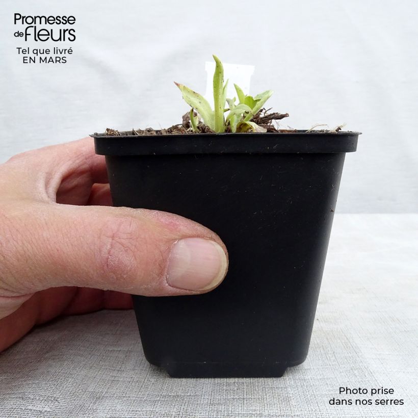 Digitalis grandiflora - Dedalera de grandes flores Maceta de 8/9 cm Ejemplar entregado en invierno