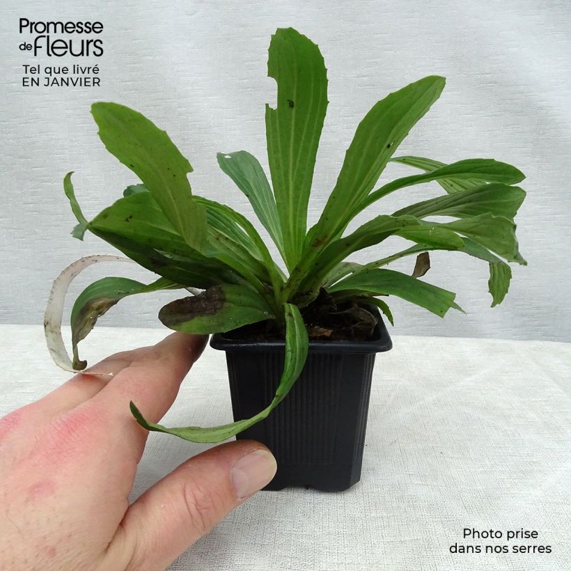 Digitalis ferruginea Gigantea - Digital roja Maceta de 8/9 cm Ejemplar entregado en invierno