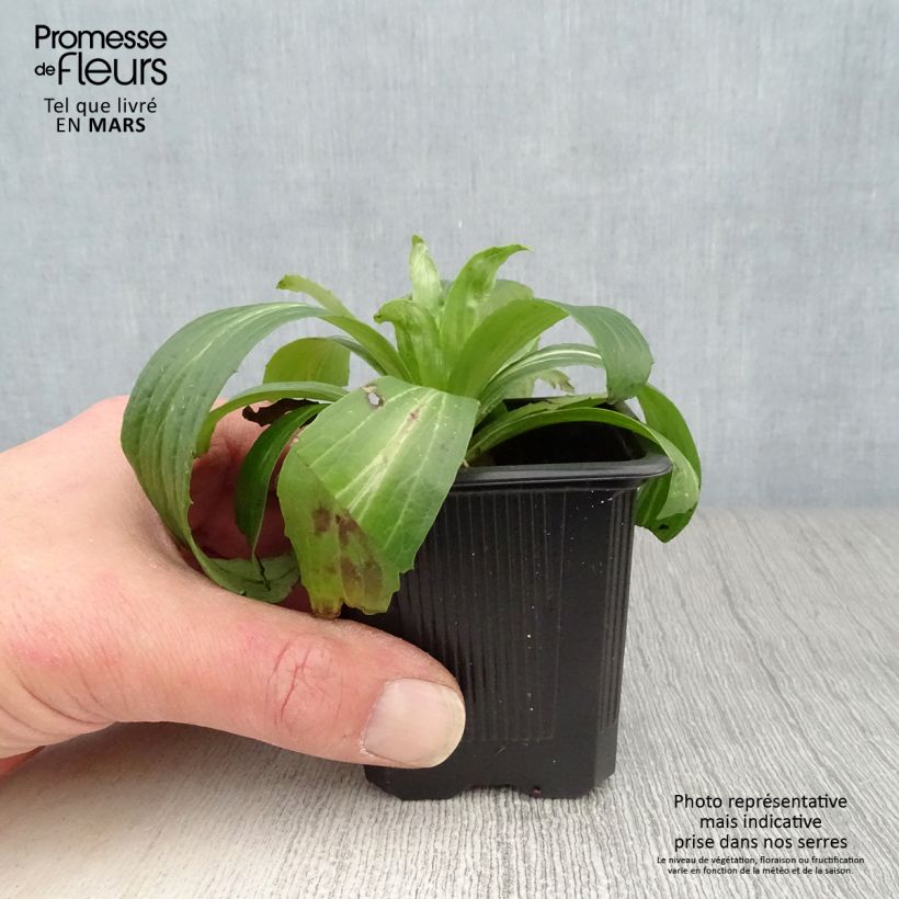 Digitalis ferruginea Gigantea - Digital roja Maceta de 8/9 cm Ejemplar entregado en la primavera