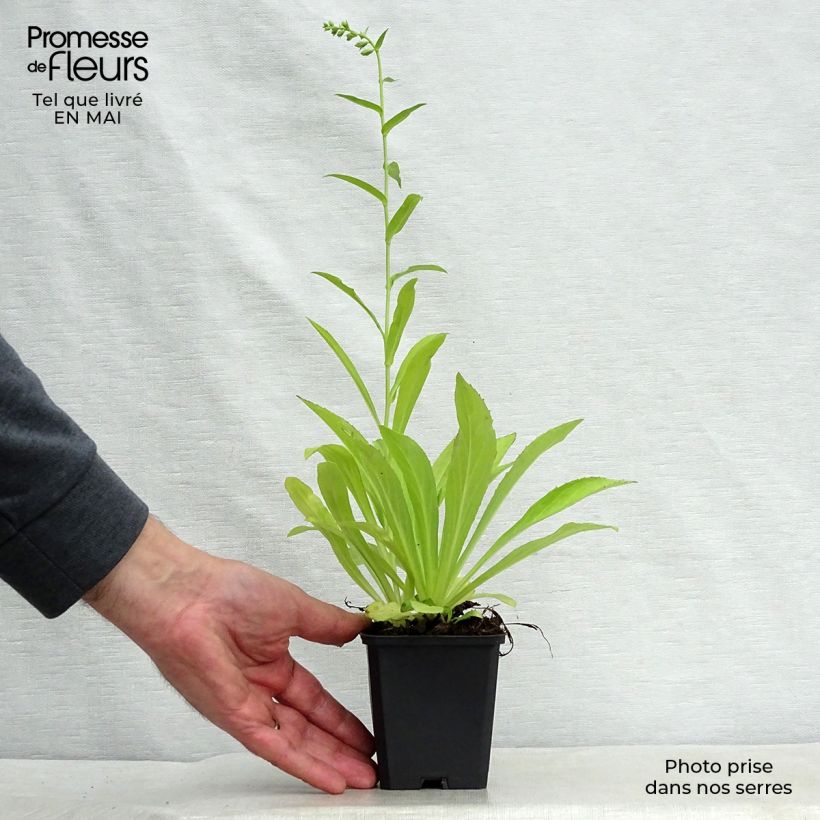 Digitalis lutea - Dedalera amarilla Maceta de 8/9 cm Ejemplar entregado en la primavera