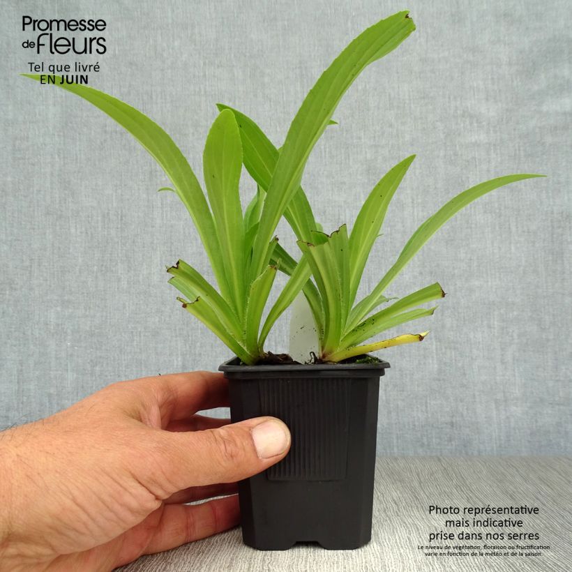 Ejemplar de Digitalis lutea - Dedalera amarilla Maceta de 8/9 cm entregado en verano