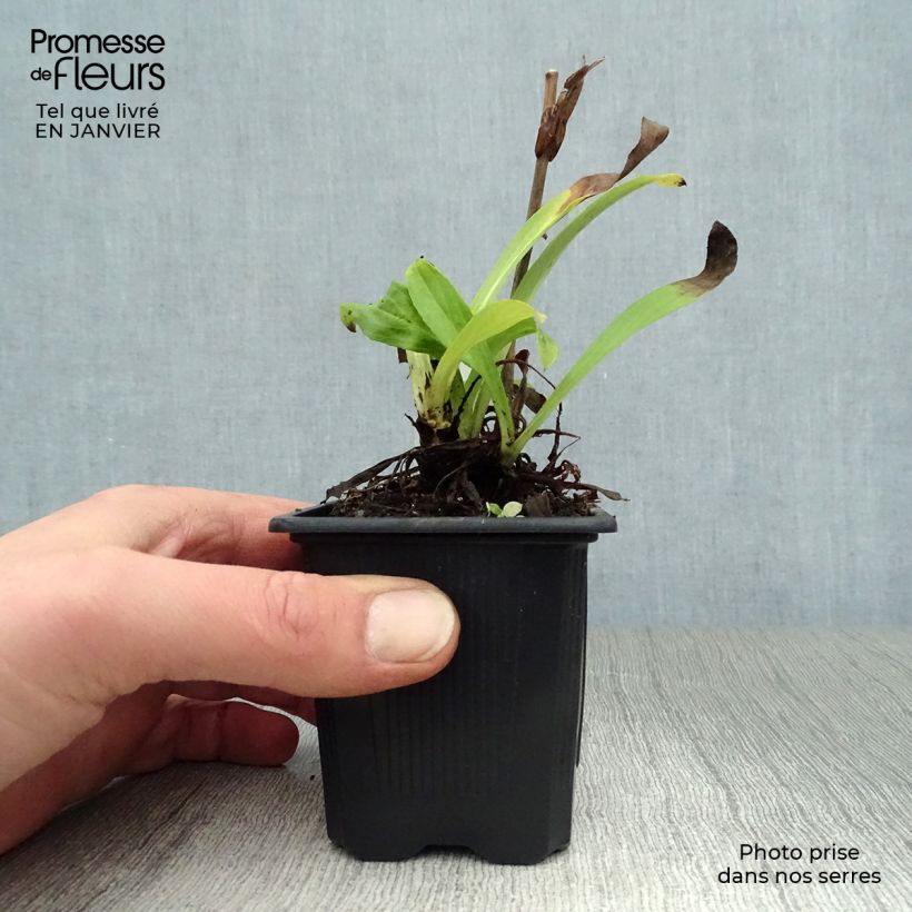 Digitalis lutea - Dedalera amarilla Maceta de 8/9 cm Ejemplar entregado en invierno