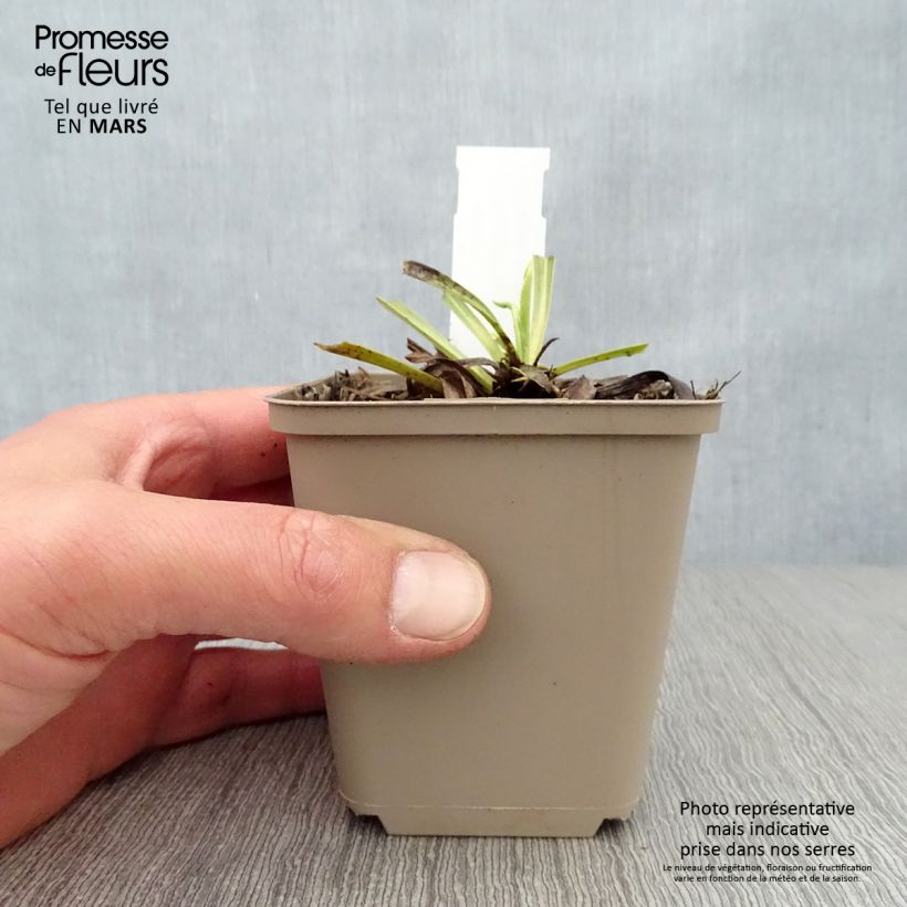 Digitalis laevigata Alba - Dedalera amarilla dorada Maceta de 8/9 cm Ejemplar entregado en la primavera