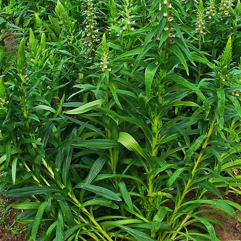Digitalis lanata - Dedalera lana (Follaje)