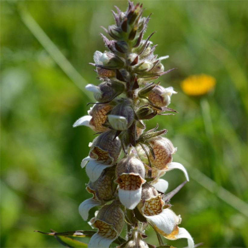 Digitalis lanata - Dedalera lana (Floración)