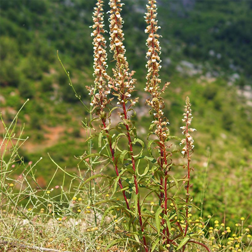 Digitalis lanata - Dedalera lana (Porte)