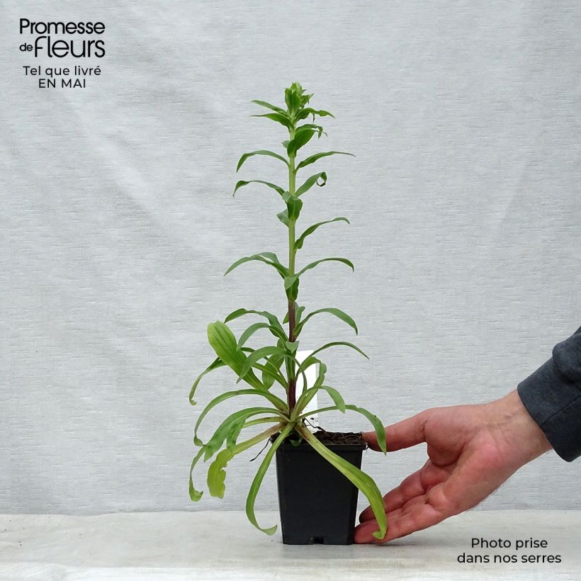 Digitalis lanata - Dedalera lana Maceta de 8/9 cm Ejemplar entregado en la primavera