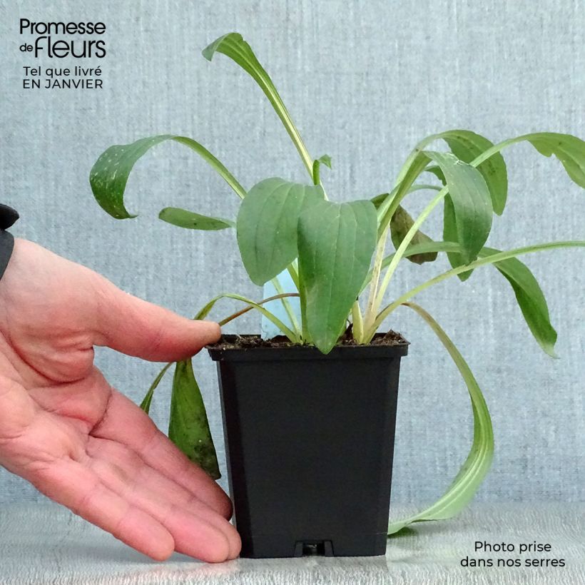 Digitalis lanata - Dedalera lana Maceta de 8/9 cm Ejemplar entregado en invierno