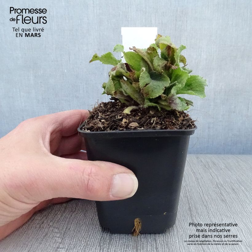 Digitalis mertonensis Summer King - Dedalera Maceta de 8/9 cm Ejemplar entregado en la primavera