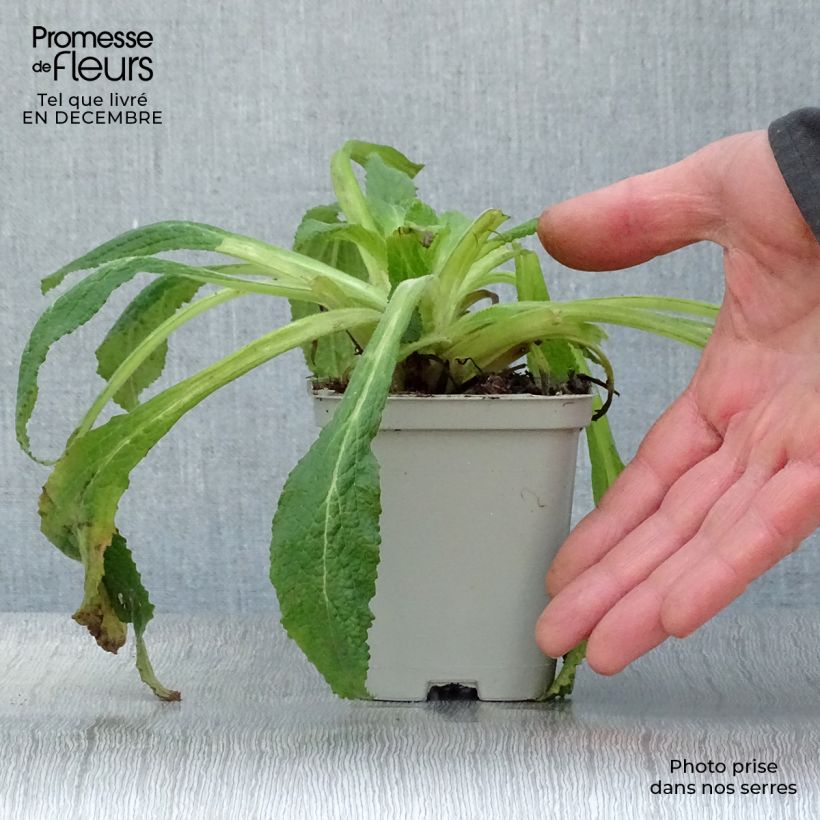 Digitalis purpurea Maceta de 8/9 cm Ejemplar entregado en invierno