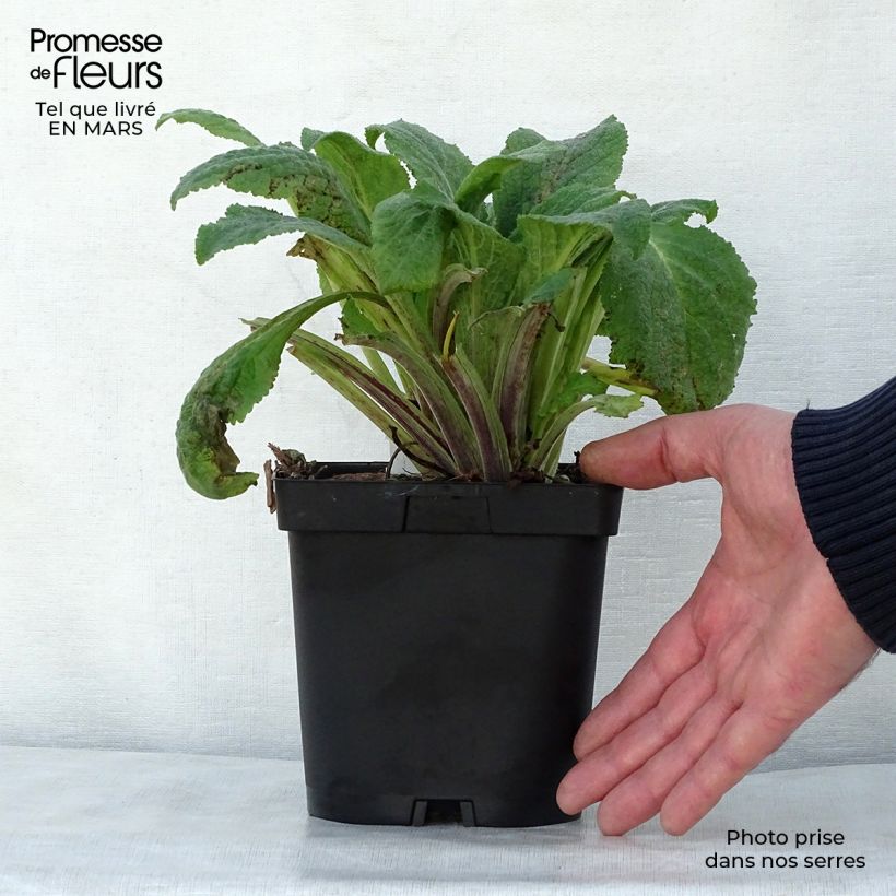 Digitalis purpurea Pam s Choice Maceta 2L/3L Ejemplar entregado en la primavera