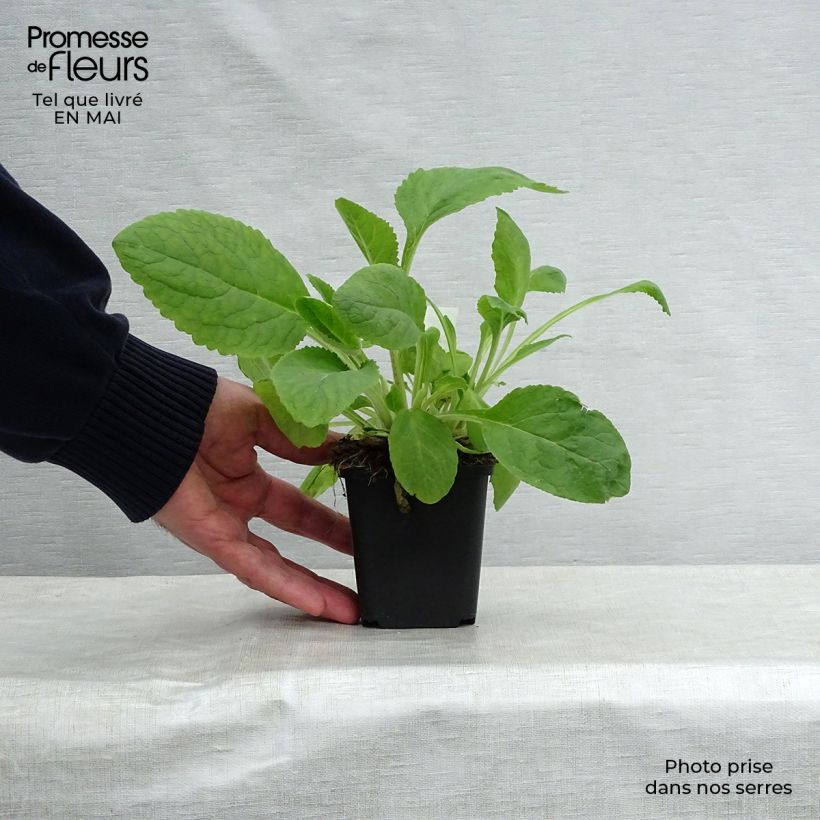 Digitalis purpurea Pam s Choice Maceta de 8/9 cm Ejemplar entregado en la primavera