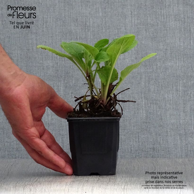 Ejemplar de Digitalis purpurea Pam s Choice Maceta de 8/9 cm entregado en verano