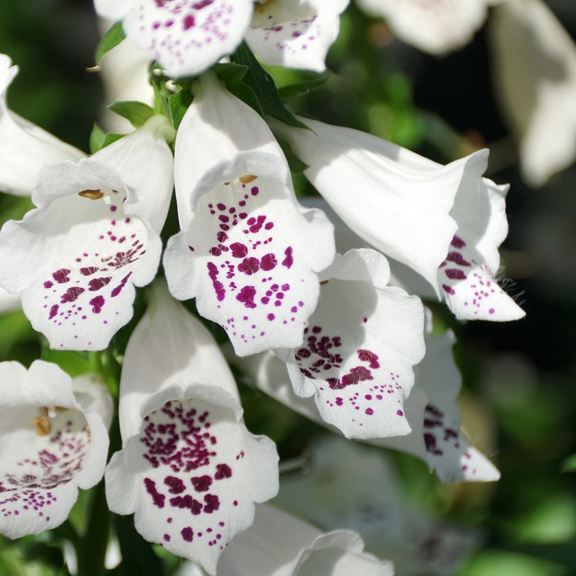 Digitalis purpurea Dalmatian White F1 (Floración)
