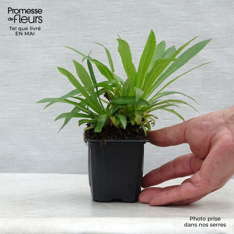 Digitalis Glory of Roundway - Digital Maceta de 8/9 cm Ejemplar entregado en la primavera