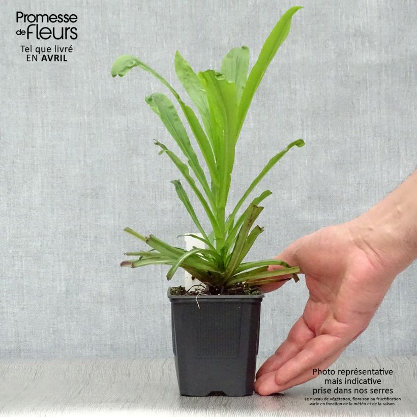 Digitalis Spice Island - Digital Maceta de 8/9 cm Ejemplar entregado en la primavera