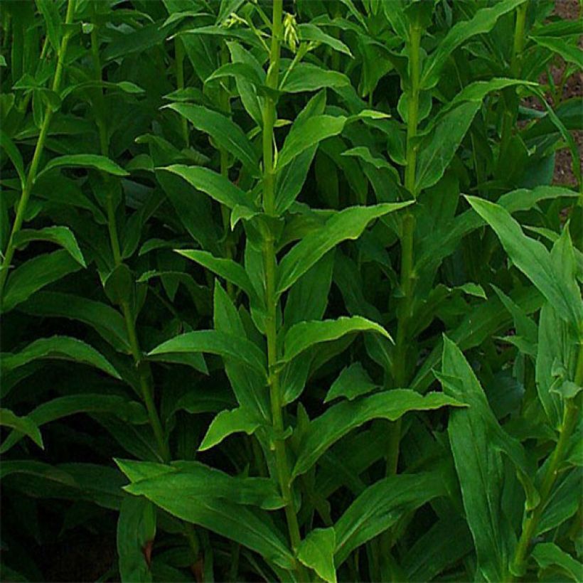 Digitalis lutea - Dedalera amarilla (Follaje)