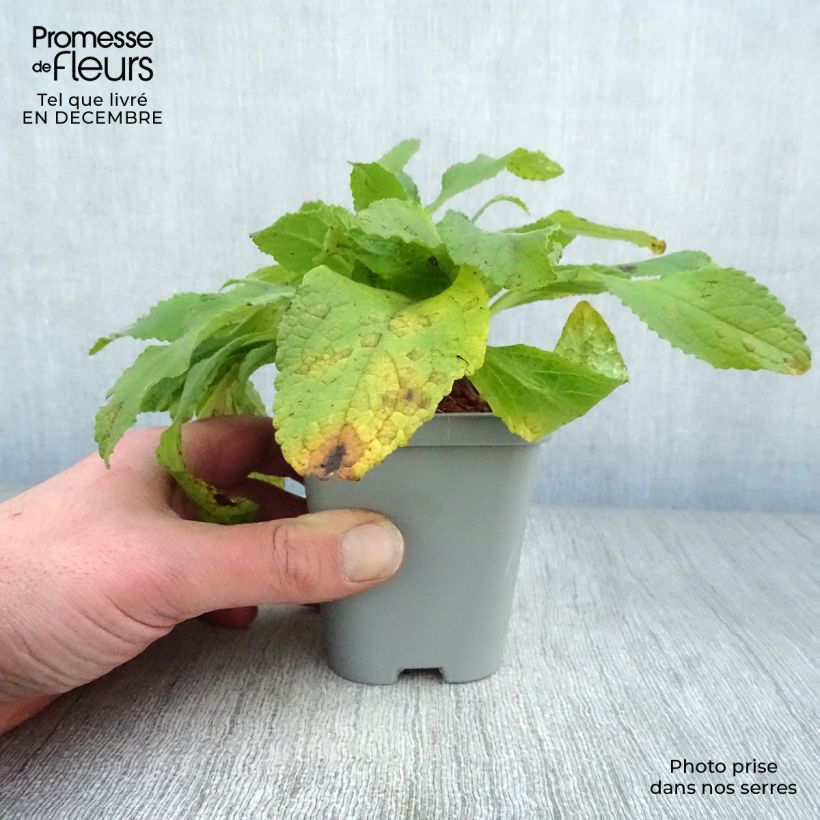 Digitalis purpurea Snow Thimble Maceta de 8/9 cm Ejemplar entregado en invierno