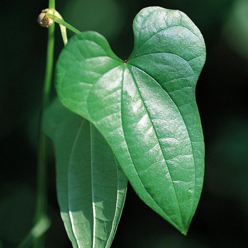 Dioscorea batatas - Ñame (Follaje)