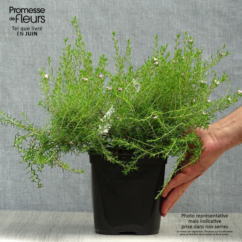 Ejemplar de Diosma hirsuta Pink Diamond Maceta 2L/3L entregado en verano