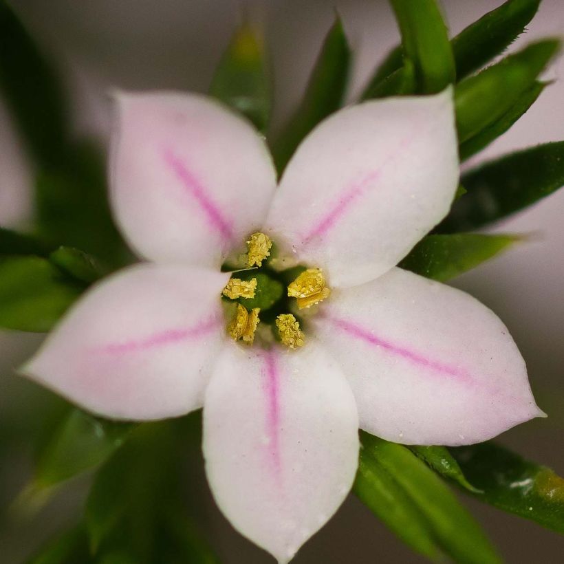 Diosma hirsuta Pink Fountain (Floración)