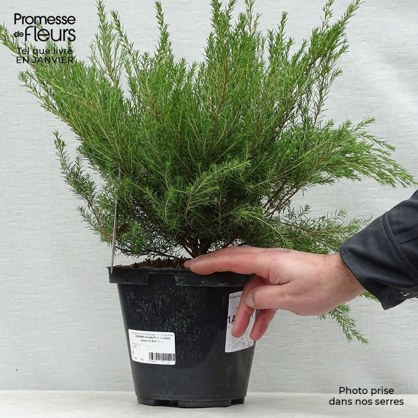 Diosma hirsuta Pink Fountain Maceta 2L/3L Ejemplar entregado en invierno