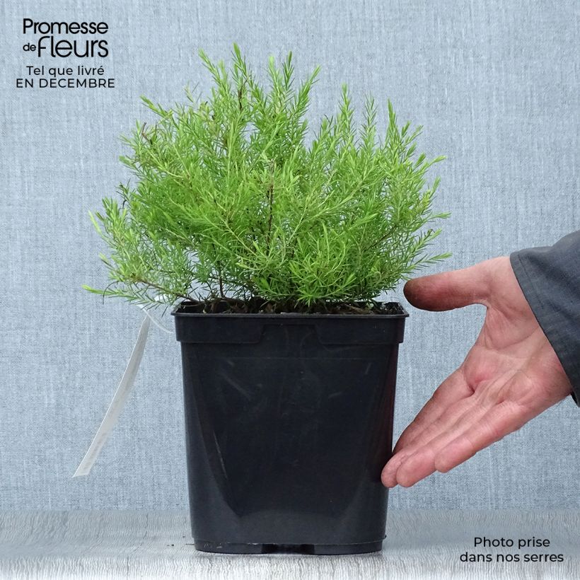 Diosma hirsuta Sunset Gold Maceta 2L/3L Ejemplar entregado en invierno